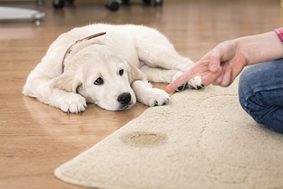 Bad-Smelling Pet Poop How Do You Remove It From Carpets